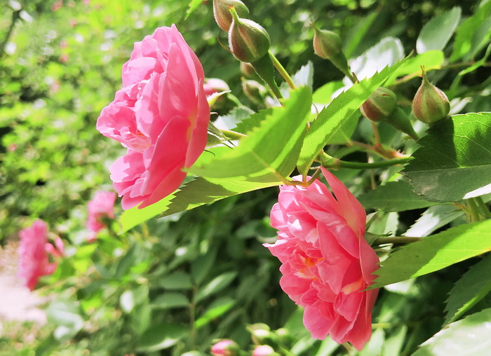 花2.jpg 花2.jpg